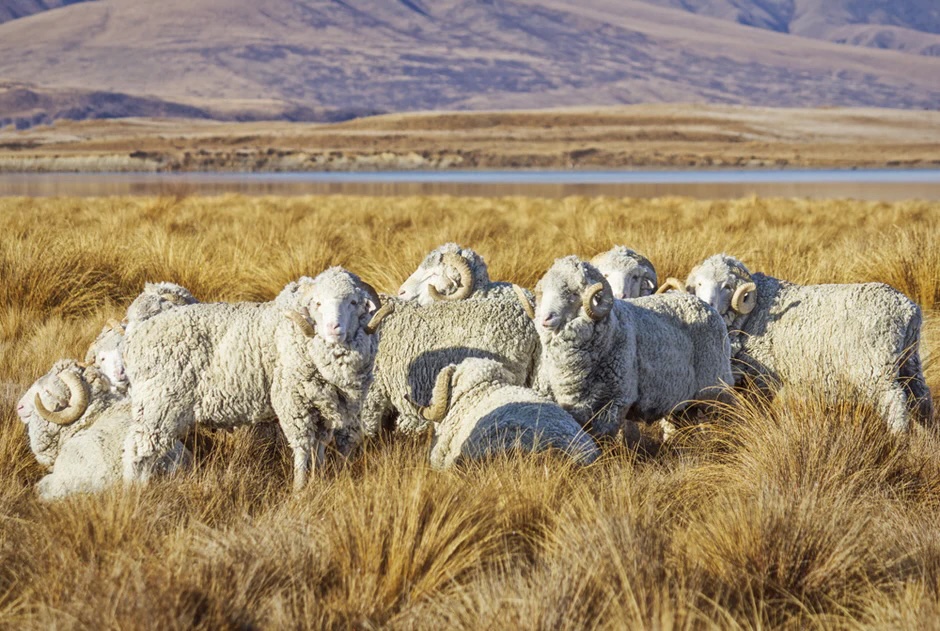 Oi pentru lână merino